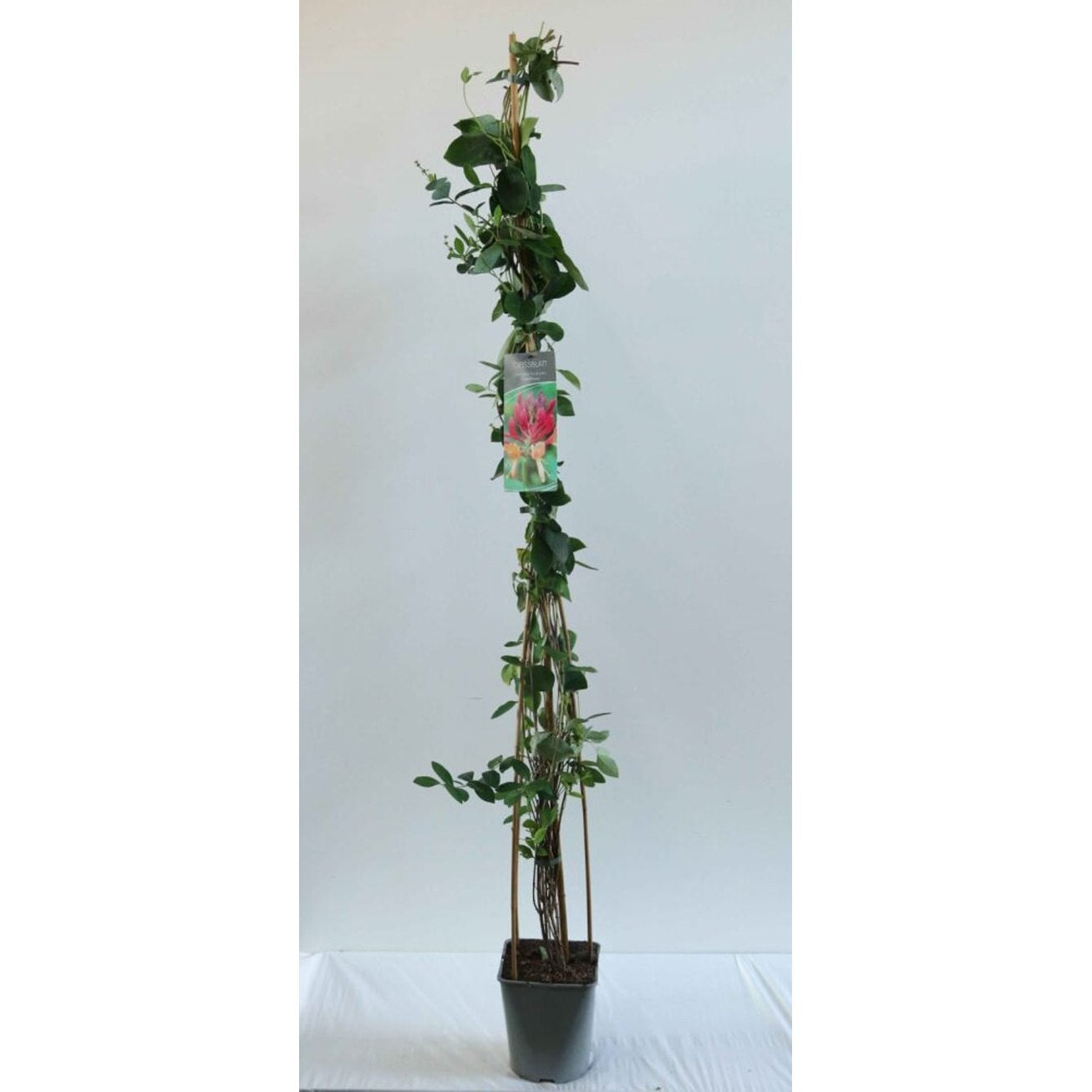 Kaprifol – Lonicera heckrottii 'Goldflame' - C5 125-175 CM Stick